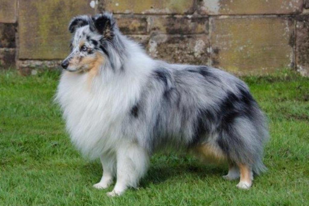 Highbrook sales shetland sheepdogs